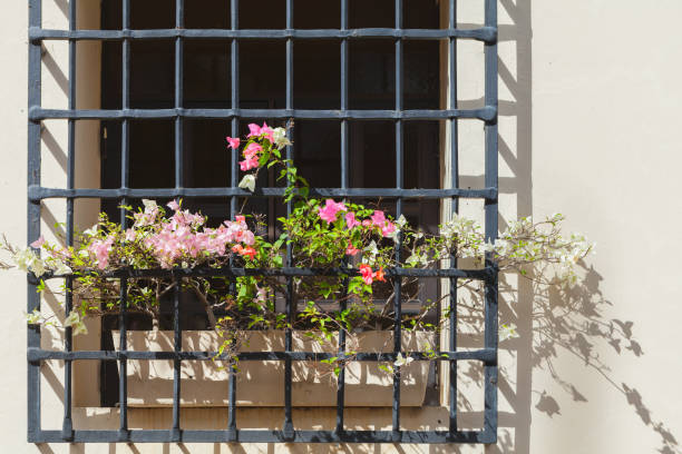 istock Colorful flowers covered with bars grow on a windowsill 1222168733