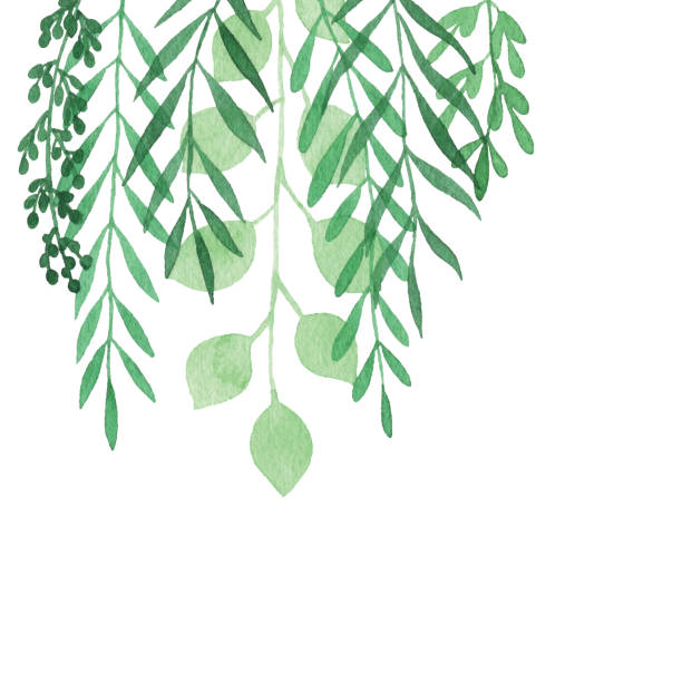 aquarell hängende pflanzen hintergrund - botany wallpaper pattern wallpaper illustration and painting stock-grafiken, -clipart, -cartoons und -symbole