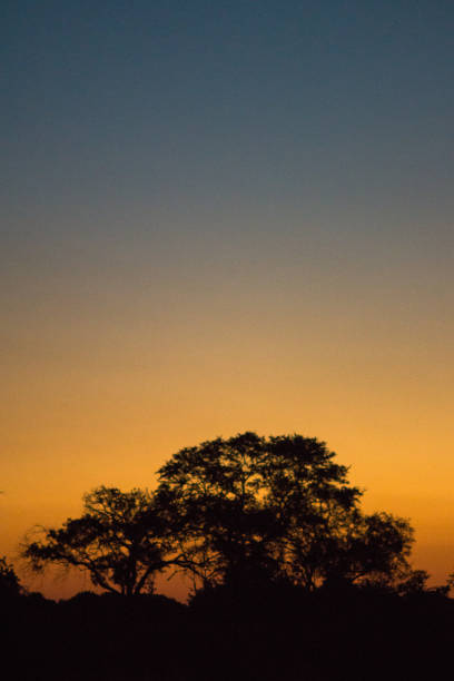 istock Tree silhouetted against an African sky 1222169399