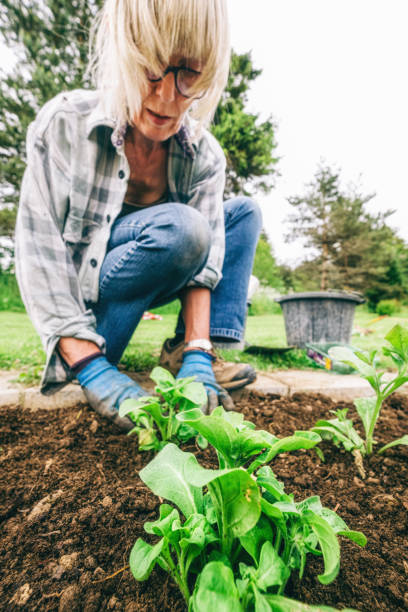 istock Healthy plants and good soil just need sun and water 1222169876