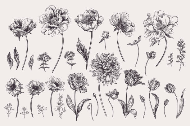 illustrations, cliparts, dessins animés et icônes de ensemble avec des fleurs de jardin de printemps. - etching