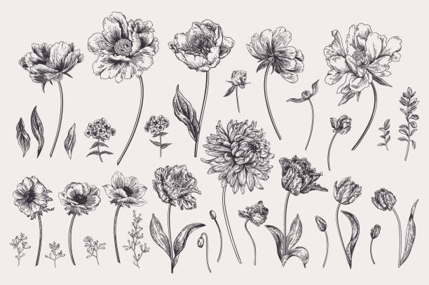 ilustrações, clipart, desenhos animados e ícones de conjunto com flores de jardim de primavera. - etching
