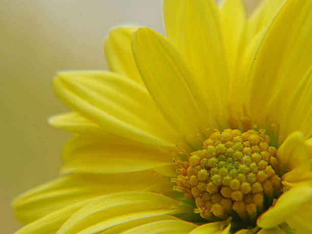 chrysanthemum indicum nom scientifique dendranthema morifolium, flavonoids,gros pollen de fleur jaune, photo macro - flower head sunflower chrysanthemum single flower photos et images de collection