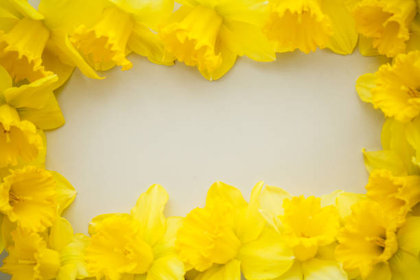 Directly above view of an assortment of yellow daffodil flowers surrounding horizontal frame.