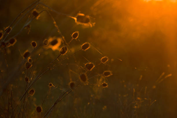 istock Field with dry vegetation at sunset. 1222171073
