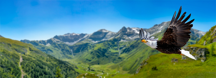 Eagle flies at high altitude with its wings spread out on a sunny day in the mountains.