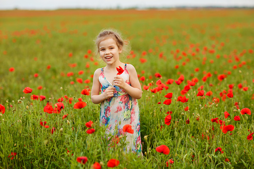 Beautiful little child girl in dress picking flowers in poppy field.