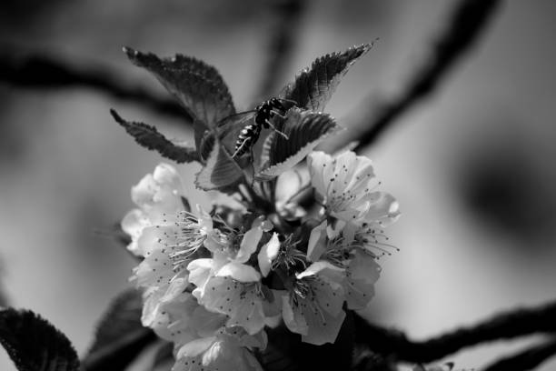 wasp foraging on a branch of cherry blossom. Black and white photo