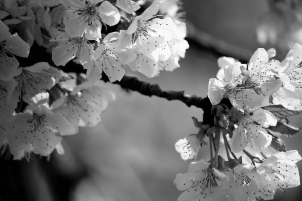 istock cherry blossom branch in black and white 1222171388