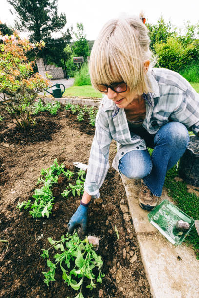 istock Healthy plants and good soil just need sun and water 1222171987