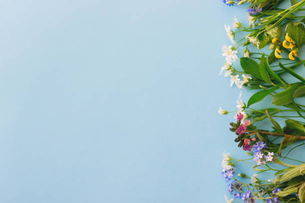flores silvestres borda colorida em fundo de papel azul, flat lay com espaço para texto. flores da primavera florescendo, modelo de cartão floral. feliz conceito de dia das mães. olá primavera - ajuga - fotografias e filmes do acervo