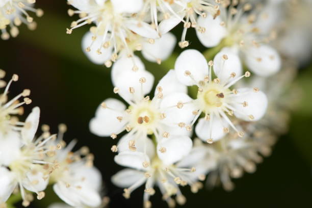 istock Photinia Serratifolia 1222173277