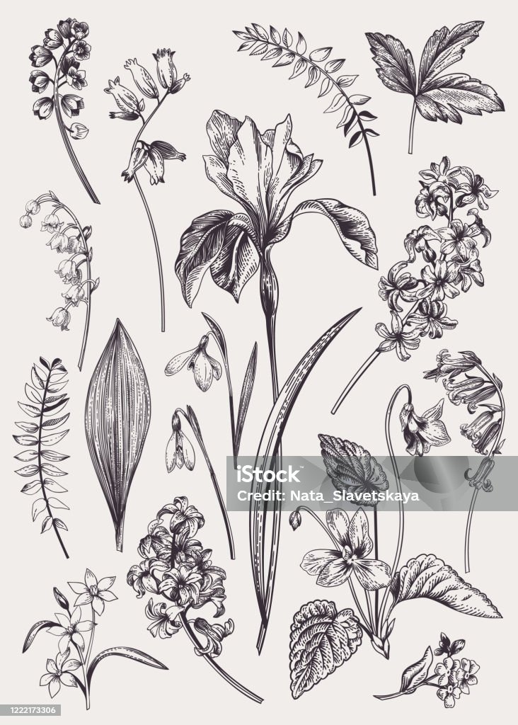 Set with spring flowers. Set with spring flowers. Vintage botanical illustration. Vector floral elements. Black and white. Flower stock vector