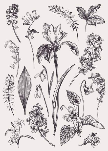 Set with spring flowers. Set with spring flowers. Vintage botanical illustration. Vector floral elements. Black and white. lily of the valley garden stock illustrations