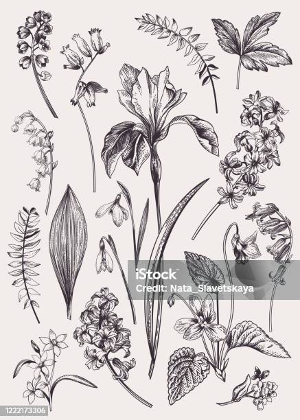 Set With Spring Flowers Stock Illustration - Download Image Now - Flower, Iris - Plant, Vector