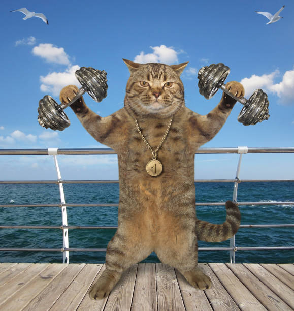 istock Cat training with dumbbells by sea 1222173429