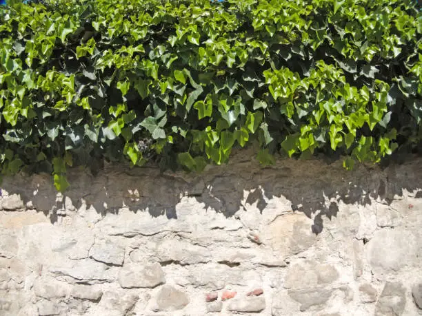 old, medieval abbey wall with ivy