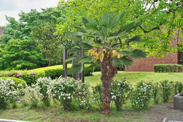 Trachycarpus Trachycarpus 
Shro Flower trachycarpus photos stock pictures, royalty-free photos & images
