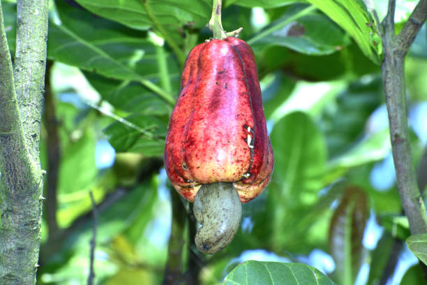 istock raw fruit or cashew fruit in india 1222175264