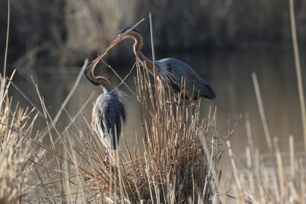 istock Purple Heron (Ardea purpurea), Baden-Wuerttemberg, Germany 1222175366