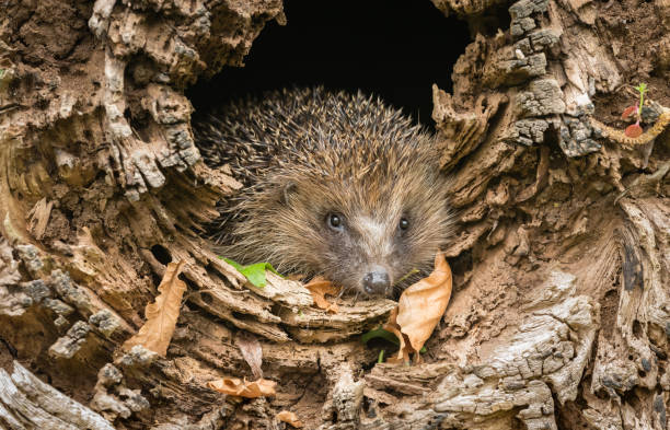 Hedgehog, wild, native, European hedgehog in natural woodland habitat, emerging from a fallen tree trunk.  Facing forward. Hedgehog, (Scientific name: Erinaceus Europaeus) emerging from a fallen tree trunk in natural woodland habitat.  Facing forwards.  Horizontal.  Space for copy. hibernation stock pictures, royalty-free photos & images