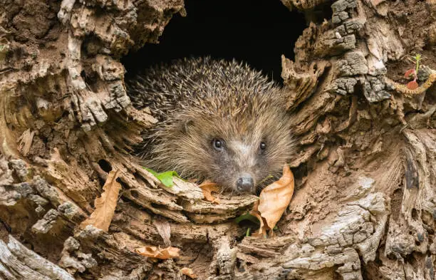 Hedgehog, (Scientific name: Erinaceus Europaeus) emerging from a fallen tree trunk in natural woodland habitat.  Facing forwards.  Horizontal.  Space for copy.