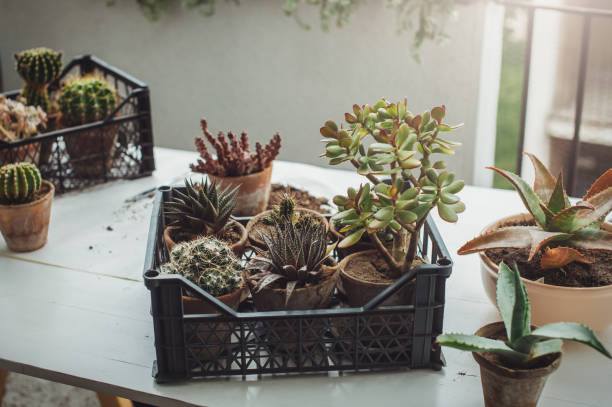 istock balcony with many potted plants 1222176269