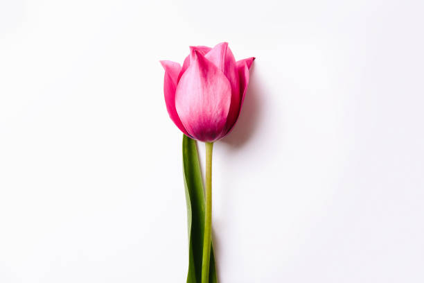 istock Red or pink tulip on a white isolated background. spring concept, mother's day. 1222176636