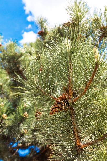 istock Pine Cone And Branches. Brown pine cones on fresh green conifer branches of pine tree closeup in forest. 1222176710