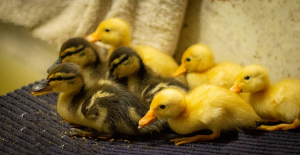 istock Rescued baby mallard ducklings, England 1222178498