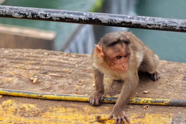 Monkey watching the vehicles pass by the reservoir.