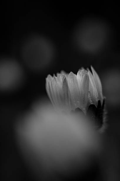 istock A black and white flower 1222179148