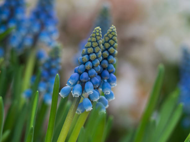 istock Bright and colorful spring flowers 1222179916