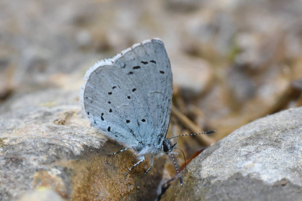 istock Holly blue butterfly on a ground 1222180510