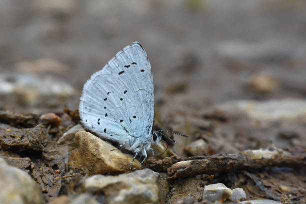 istock Holly blue butterfly on a ground 1222180530