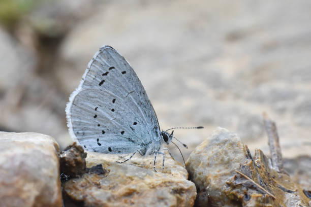 istock Holly blue butterfly on a ground 1222180546