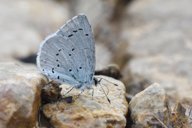 istock Holly blue butterfly on a ground 1222180558