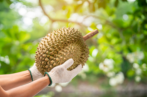 Jardinero sosteniendo sabroso amarillo orgánico delicioso durian sobre fondo borroso, Durian en la granja natural fondo concepto de alimentación saludable, photo