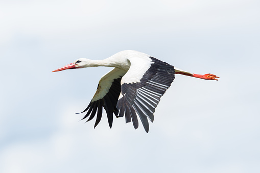 side view portrait flying white stork (ciconia ciconia) with spread wings in sky