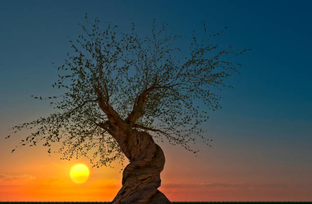 環境、自然はその空間を取り戻す:日没時のピヌスロンガエバの木。ねじれた幹、バックライトとシルエットを持つ芝生と松の木。温暖 化。気候変動 - bristlecone pine ストックフォトと画像
