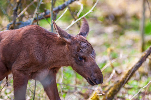 istock Close up of a newborn moose calf 1222182397