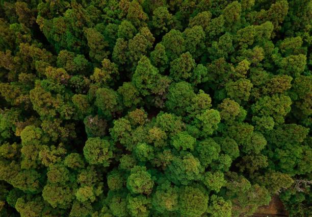 Aerial shot of a cryptomeria japonica forest Drone photography of cryptomeria forest in Reunion Island cryptomeria stock pictures, royalty-free photos & images