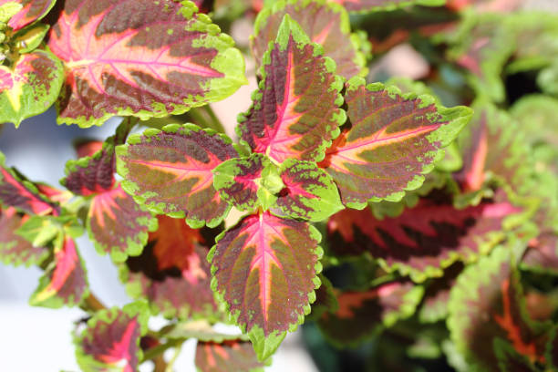 istock coleus is a plant from the mint family (Lamiaceae) 1222183069