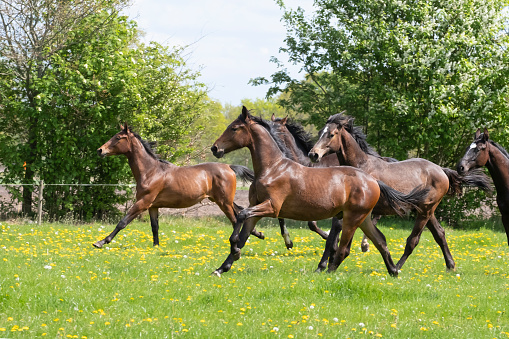 A herd of young stallions go to pasture for the first time on a sunny spring day. Blue sky. Galloping dressage and jumping horse stallions in a meadow. Breeding horses.