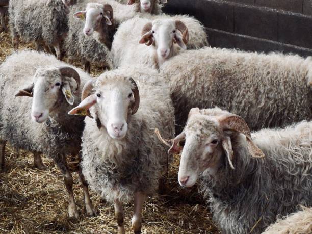 istock Flock of Sheep 1222184379