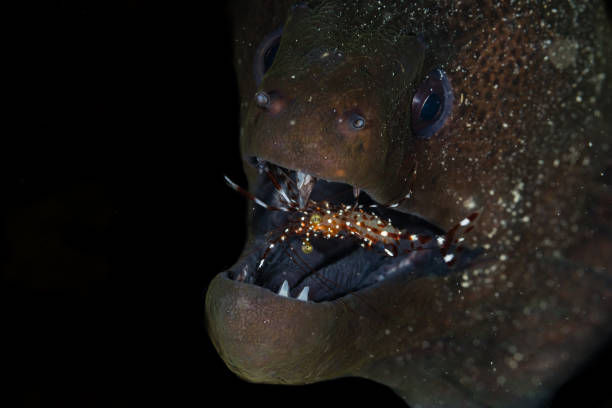 Muraenidae - 
Moray eels Moray eel with open mouth yellow margined moray eel stock pictures, royalty-free photos & images