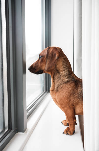 istock Cute small dog looking out of a window 1222187789