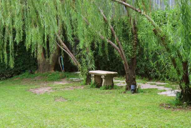 Empty stone bench in the public park among green foliage