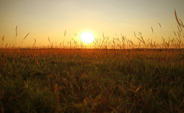 istock Bright sun setting over the golden grass field 1222188177