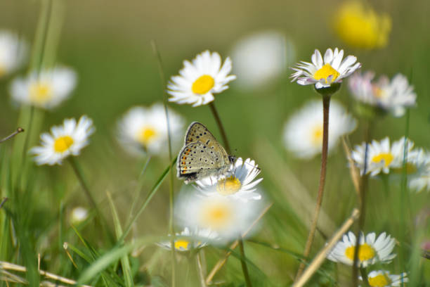 istock Sooty Copper butterfly on flower 1222189217